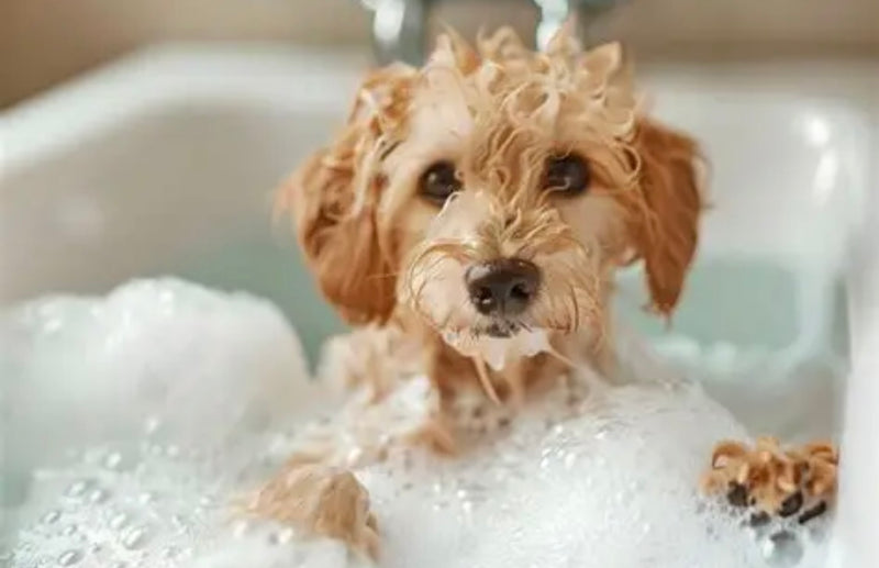 Pet Grooming